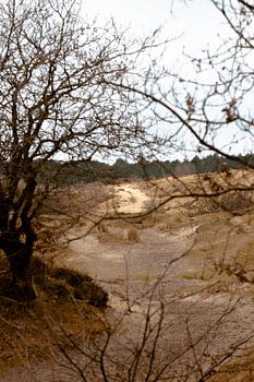 Dünengebiet in Bergen