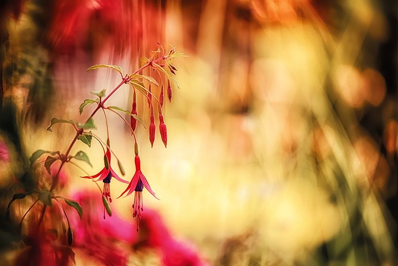 Garden fuchsia in a play of colours by Nicc Koch