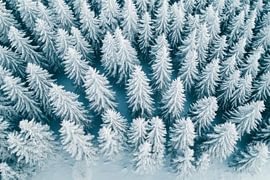 Schneebedeckter Wald von Poster Art Shop