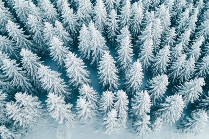 Snow-covered forest by Poster Art Shop
