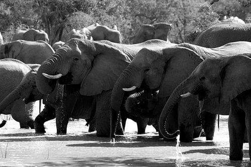 Elefanten in Südafrika