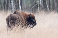 Wisent in hoog gras | Europese bizon Maashorst | Wildlife fotografie