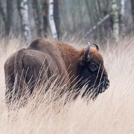 Wisent in hoog gras | Europese bizon Maashorst | Wildlife fotografie van Dylan gaat naar buiten