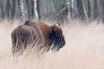 Wisent in hoog gras | Europese bizon Maashorst | Wildlife fotografie