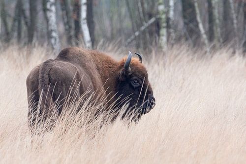 Europäischer Wisent im hohen Gras | Maashorst | Wildlife Fotografie von Dylan gaat naar buiten