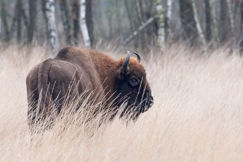 Bison européen dans les hautes herbes | Maashorst | Photographie de la vie sauvage par Dylan gaat naar buiten