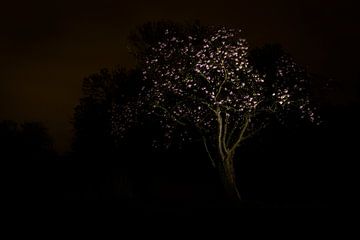 Nightblossom by Alain Léon