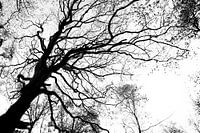 Black and white forest photography - autumn season