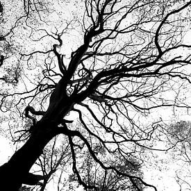 Zwart en wit bos fotografie - herfstseizoen van Linsey Aandewiel-Marijnen