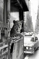 Leopard Urbane Dschungel