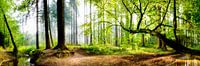 Wald mit Bach - Tagesanbruch in der Natur von Günter Albers Miniaturansicht