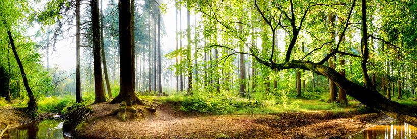 Wald mit Bach - Tagesanbruch in der Natur von Günter Albers