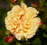 Rose 6206081082 Fotograf Fred Roest