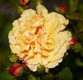 Rose 6206081082 Fotograf Fred Roest von Fred Roest