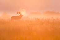 red deer by Bob Luijks thumbnail
