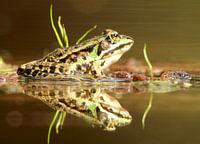 Groene Kikker
