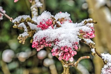 Besneeuwde seringen van Frans Blok
