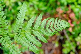 Stille in der Struktur - Schwedische Natur aus der Nähe von Nordic Details 003 von Annette Moerman