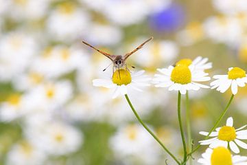 Glühwürmchen auf einem Gänseblümchen, weicher Hintergrund