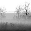 Trois gaules dans le polder dans le brouillard de décembre sur Anne Hana