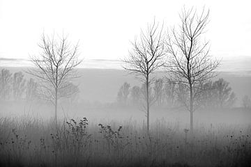 Drie jonge bomen namiddag  in de polder bij mist in december