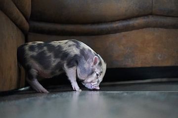 pied mini piglet in hand breeding by Babetts Bildergalerie