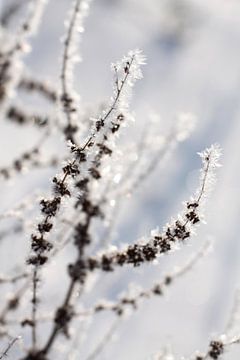 Filigree grasses covered with hoarfrost by Karina Baumgart