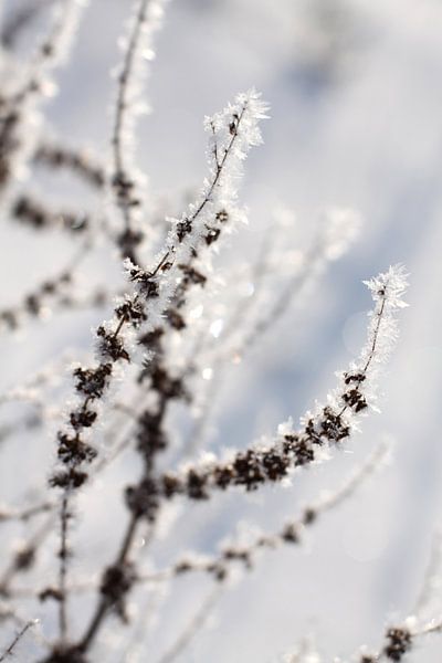 Filigree grasses covered with hoarfrost by Karina Gebert