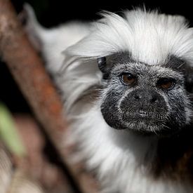 portrait of a pinche monkey by W J Kok