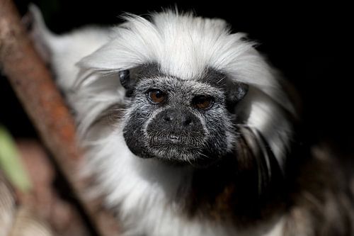 portrait of a pinche monkey