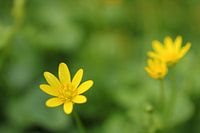 Schöllkraut, eine der ersten Frühlingsblumen 1