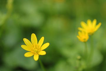Celandine, an early spring bloomer 1 by Jaap Tanis