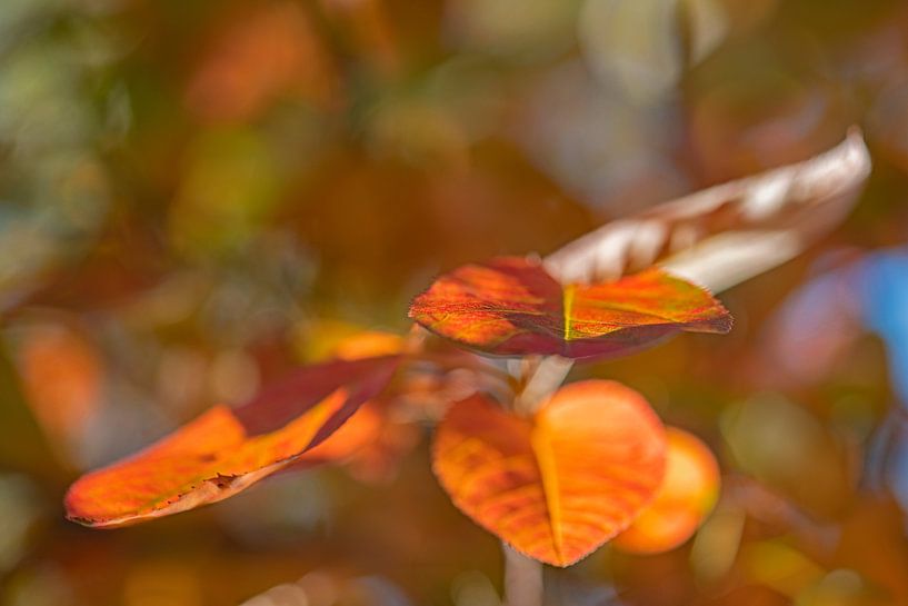 Orange tree by Hanneke Luit