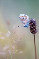 Ikarus blau