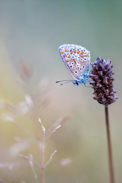 Ikarus blau von Judith Veenstra