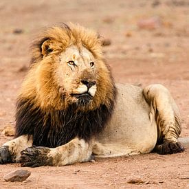 Lion, Lion, Panthera Leo by Caroline Piek