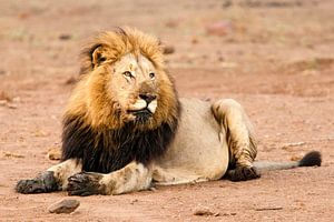 Lion, Lion, Panthera Leo sur Caroline Piek