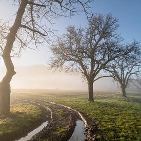 Morgennebel über stiller Feldlandschaft von Anselm Ziegler Photography