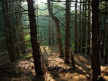 Conifers on Vlieland