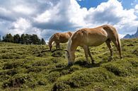 Haflinger horses on the Alpe di Siusi by Martina Weidner thumbnail