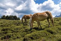Haflinger horses on the Alpe di Siusi