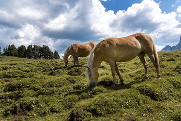 Haflinger paarden op de Alpe di Siusi van Martina Weidner