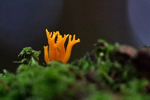Orange Wald Kunst