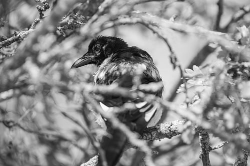 A beautiful close-up of a young pied magpie hidden amongst the branches of the trees, in a black-and-white portrait