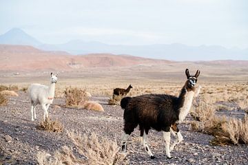 Alpaca's in de Atacama woestijn van Romy Oomen
