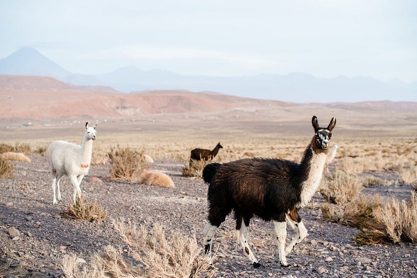 Alpagas dans le désert d'Atacama par Romy Oomen