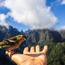 Beter een vogel in de hand van Gideon Gerard