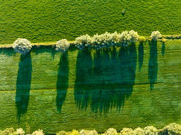Saule dans une prairie fraîchement coupée lors d'une vue matinale sur Sjoerd van der Wal Photographie