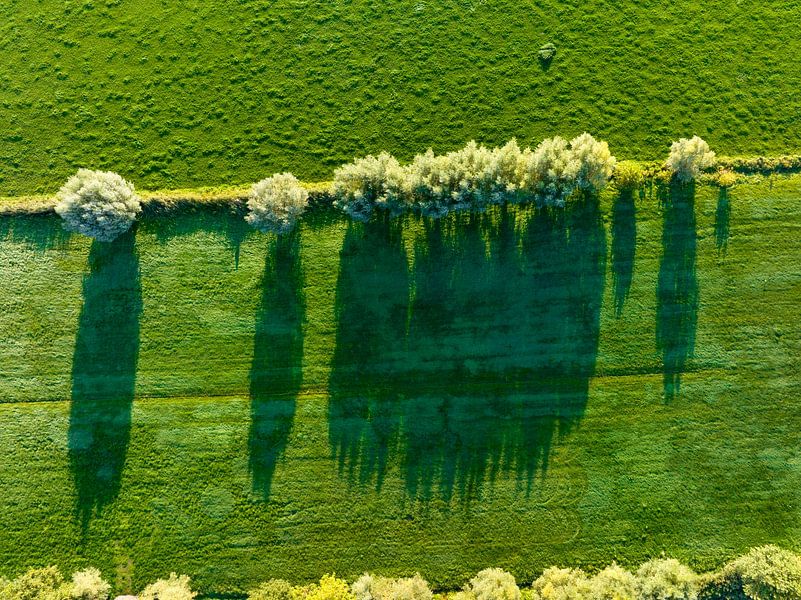 Saule dans une prairie fraîchement coupée lors d'une vue matinale par Sjoerd van der Wal Photographie