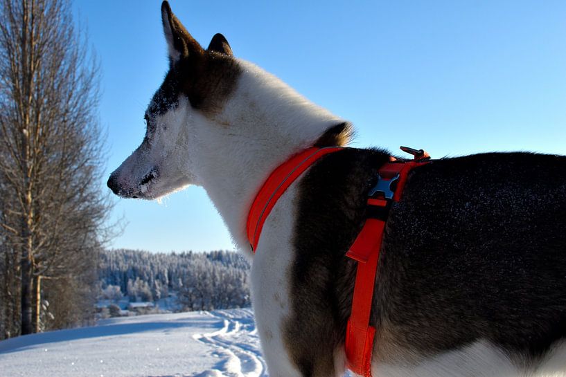 Siberian husky von Christer Andersson